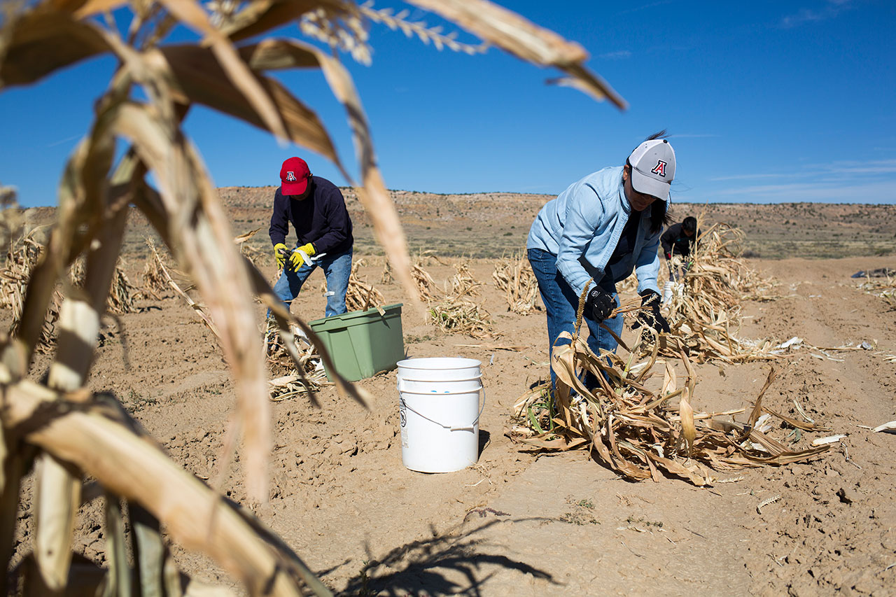 Hopi harvest corn. The tribe gets 87 percent of its general fund revenue from coal and related payments. But some native people worry that burning coal contributes to climate change and drought. Hopi harvest corn. The tribe gets 87 percent of its general fund revenue from coal and related payments. But some native people worry that burning coal contributes to climate change and drought.